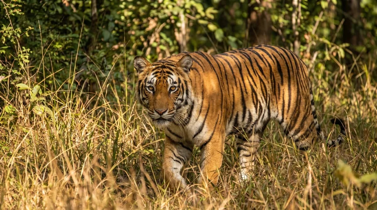 Big Cat Facts for Kids: 22 Wild Things to Know