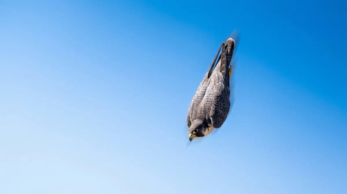 Birds of Prey Facts for Kids: 24 Sky-Hunter Facts