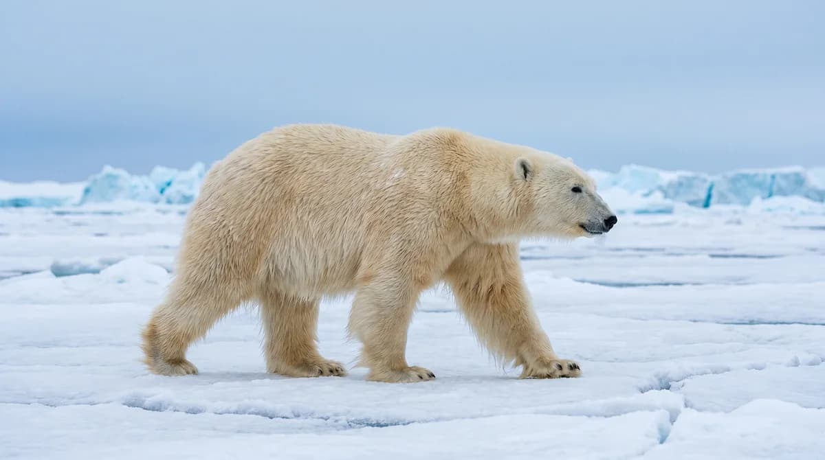 Polar Animal Facts for Kids: 24 Amazing Things About Arctic and Antarctic Wildlife