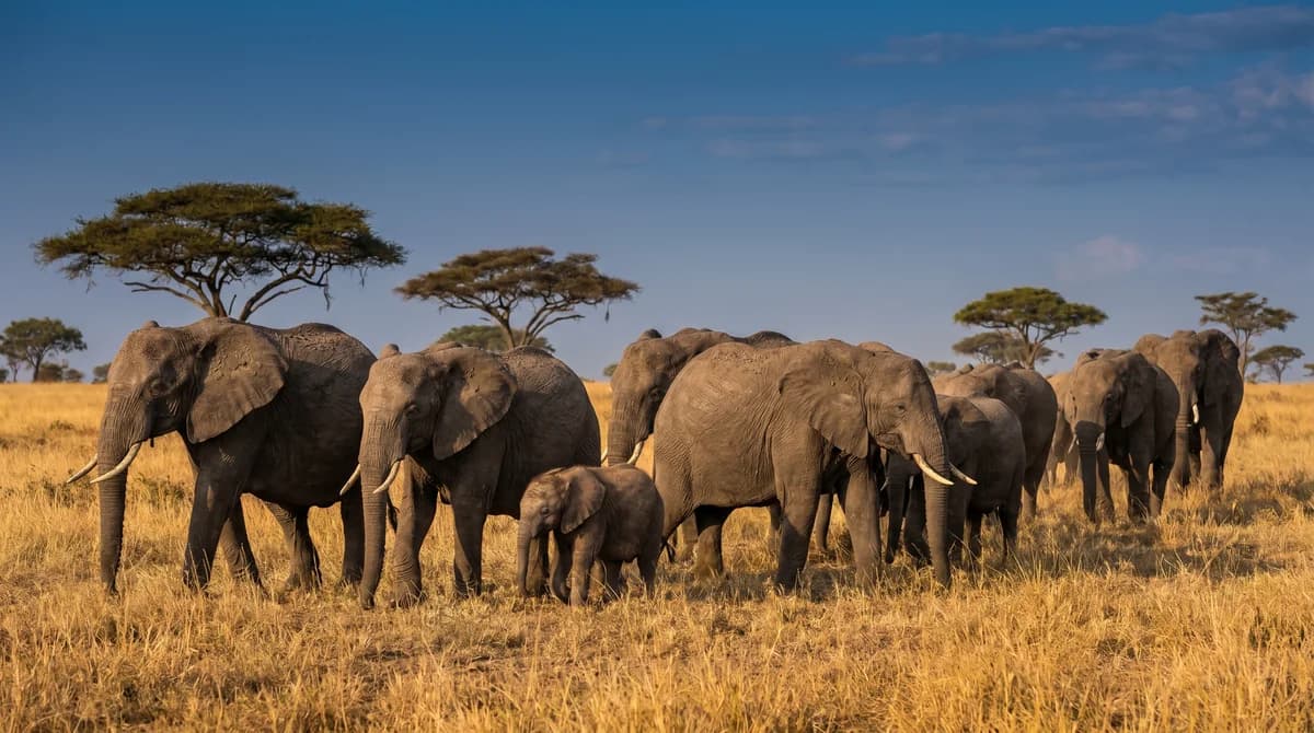 Are Elephants Really Afraid of Mice? The Surprising Answer