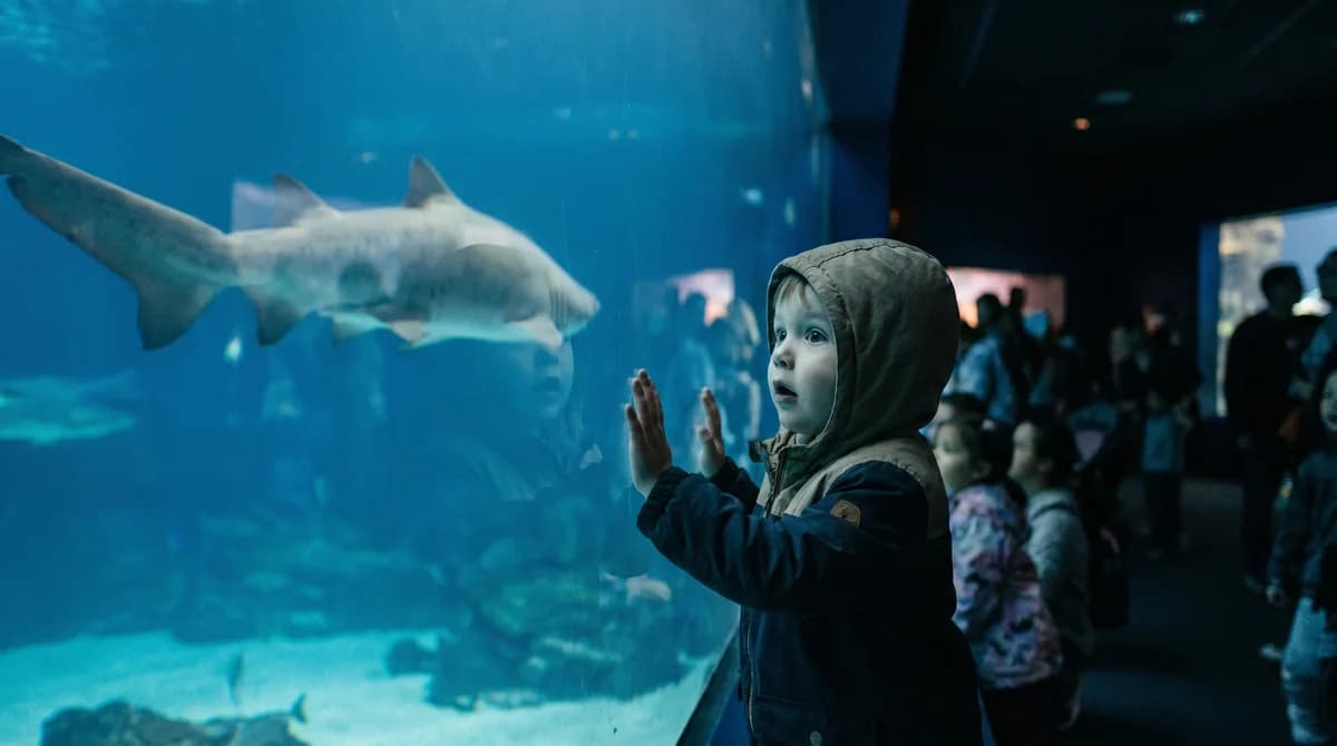 How to Teach Kids About Sharks: Activities, Facts & a Free Lesson