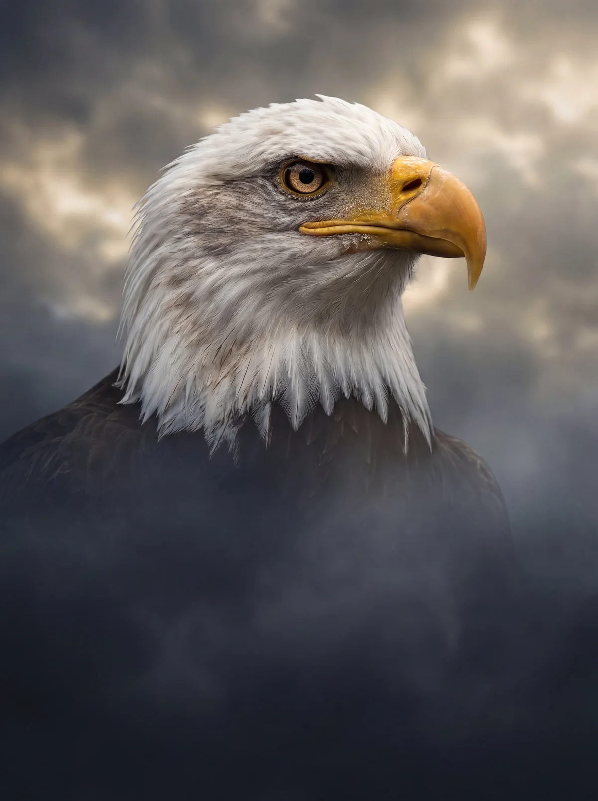 A bald eagle in flight