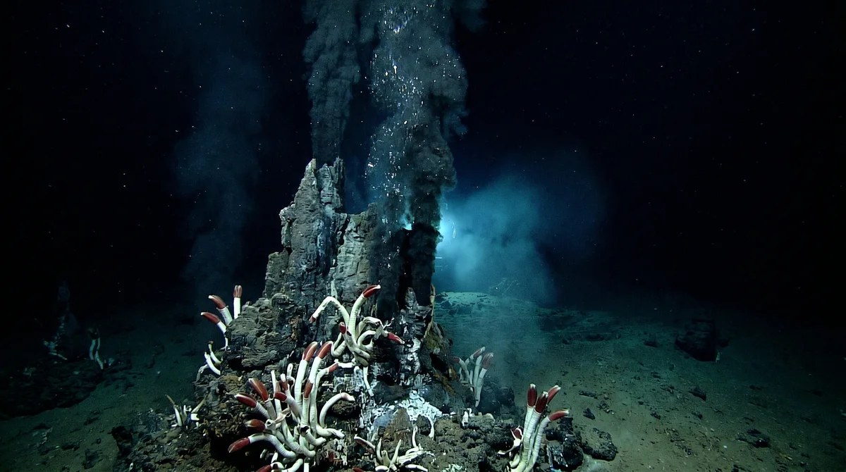 A hydrothermal vent community on the seafloor