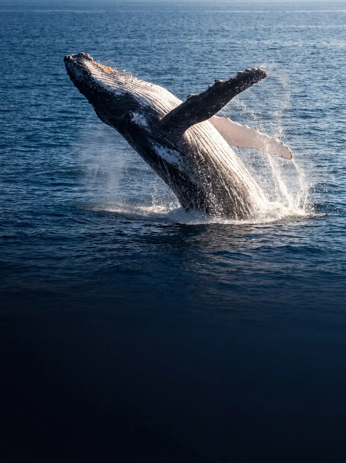 A great whale swimming in the open ocean
