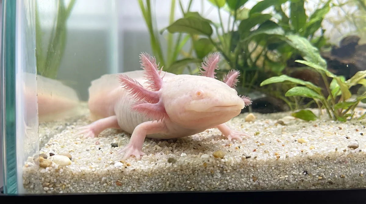 A pink axolotl underwater